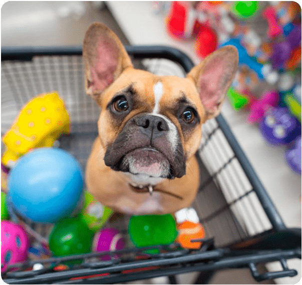 Contabilidade para Pet Shop em São Paulo