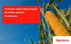 Tributos Sobre Importação De Milho Sofrem Mudanças! Decisiva - Contabilidade em São Paulo | Decisiva Assessoria e Consultória Contábil
