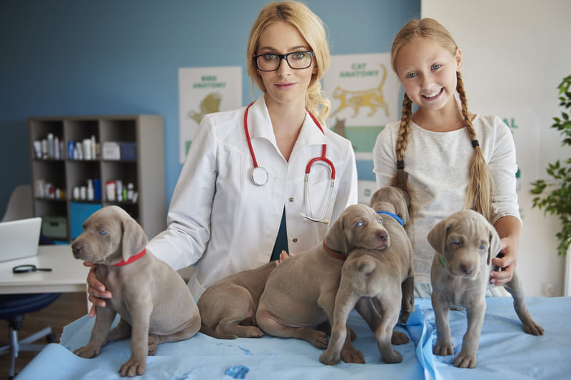 Como abrir CNPJ para Médicos Veterinários - Imagem de uma médica veterinária em sua clínica de saúde animal
