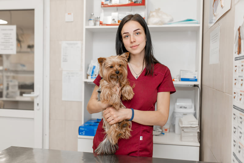 Lucro Presumido para Médicos Veterinários - Imagem de uma veterinária segurando um cachorro